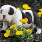 stupende bouledogue | Foto 0