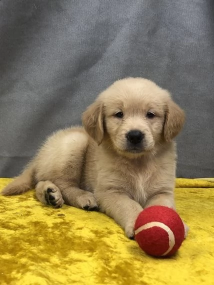 regalo golden retriever  | Foto 0