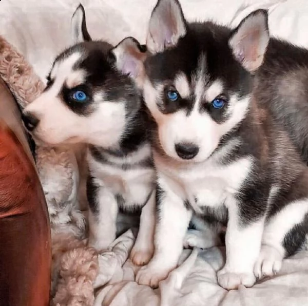 regalo siberian husky con pedigree