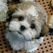 offro in adozione cucciolo regalo shih tzu cuccioli disponibile per l'adozione adorabili cuccioli di