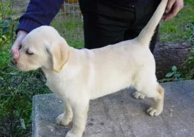 offro in adozione cucciolata di labrador prestigiosa e favolosi cucciolato e cucciolata di labrador,