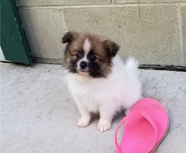 regalo cuccioli di volpino di pomerania..
