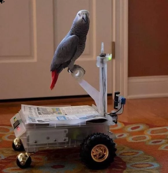 pappagallo cenerino africano sano