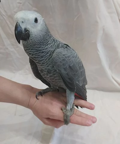 vendo splendidi pappagalli cenerini africani