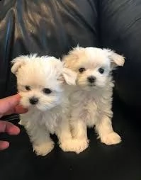 offro in regalo maltese toy cuccioli con pedigree . cuccioli di maltese siamo urgentemente alla rice