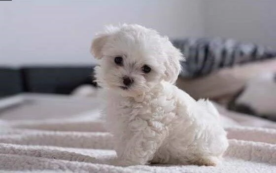 cuccioli di mini maltese  abbiamo disponibili cuccioli di maltese  maschietti e femminucce. i cuccio