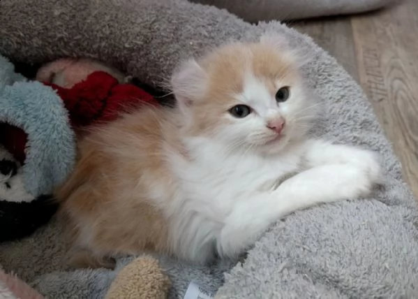 cuccioli di american curl( gratis ) abbiamo disponibili cuccioli di american curl  maschietti e femm