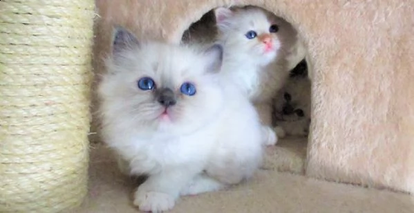 gattini di sacro birmania (gratuito)abbiamo cuccioli di sacro birmania disponibile versione maschile