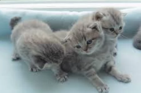gattini british shorthair adorabili gattini e carino maschi e femmine. i nostri cuccioli sono 3 mesi | Foto 0