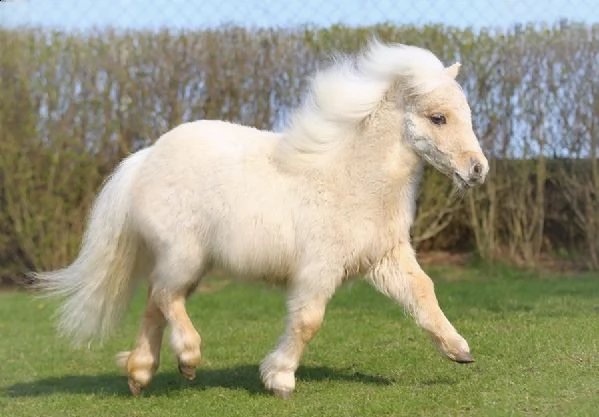 cavallo shetland pony , 4  anni , alla ricerca di un nuovo fantino . ottimo carattere, bellissimo mo