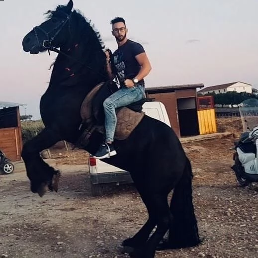 cavallo frisone , 8 anni , alla ricerca di un nuovo fantino . ottimo carattere, bellissimo movimento