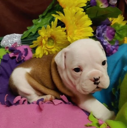 adorabili cuccioli di bulldog inglese femminucce e maschietti disponibili per l'adozione gratuita i 