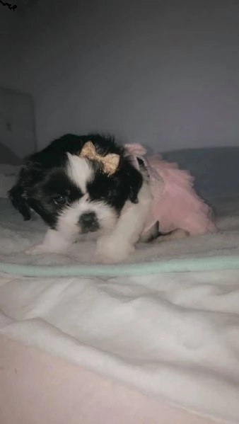 bellissimi cuccioli di cani e femmine shih tzu per il reinserimento. 