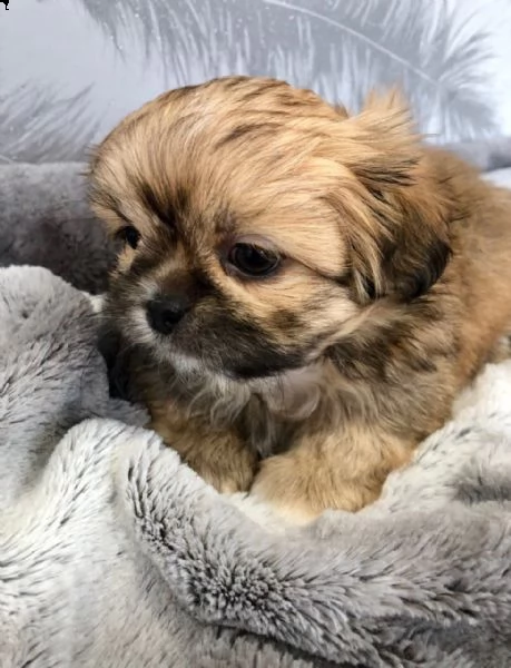 bellissimi cuccioli di cani e femmine shih tzu per il reinserimento.  | Foto 1