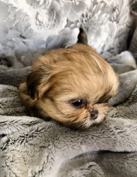 bellissimi cuccioli di cani e femmine shih tzu per il reinserimento.  | Foto 0