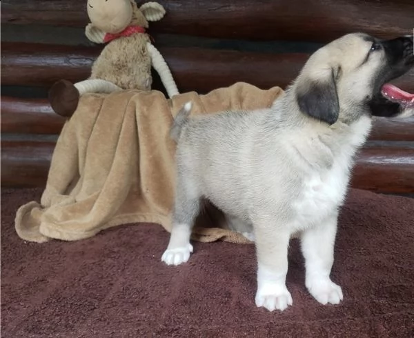 regalo maremma ship cuccioli meravigliosi !