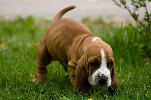splendidi cuccioli di bassethound | Foto 1