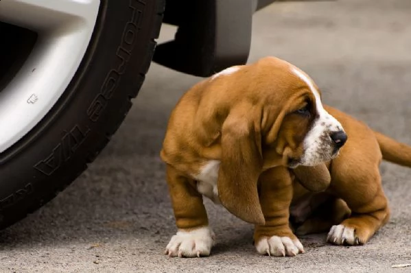 splendidi cuccioli di bassethound | Foto 0