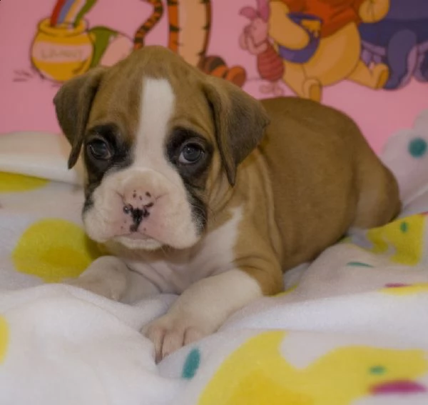 cuccioli di boxer disponibili | Foto 0