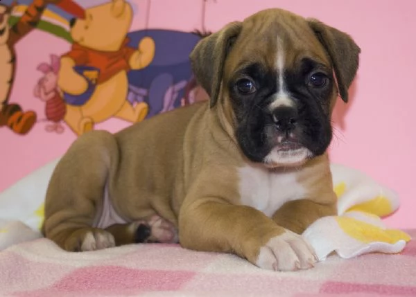 cuccioli di boxer disponibili