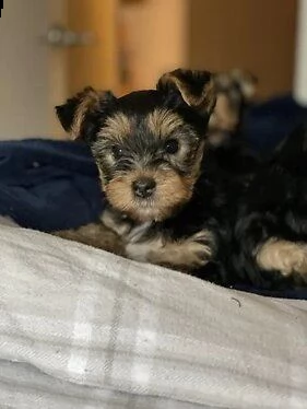 cute yorkshire available