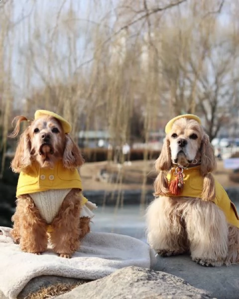 regalo cuccioli coker spaniel disponibile per adozione 