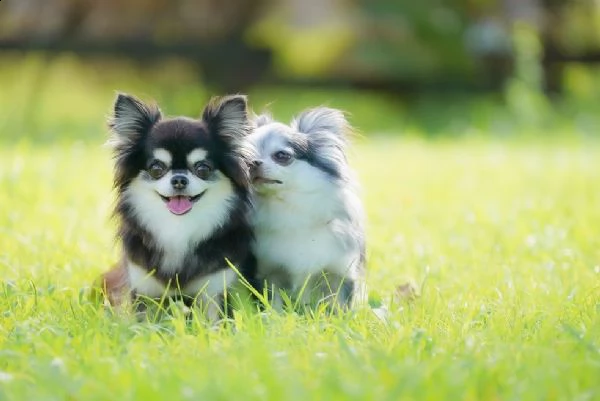 meraviglioso regalo di chihuahua offro in adozione