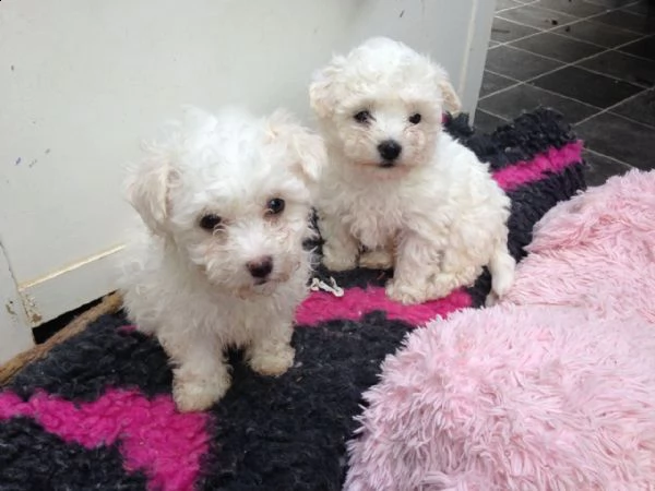 offro in regalo bolognese cuccioli con pedigree . cuccioli di  bolognese siamo urgentemente alla ric