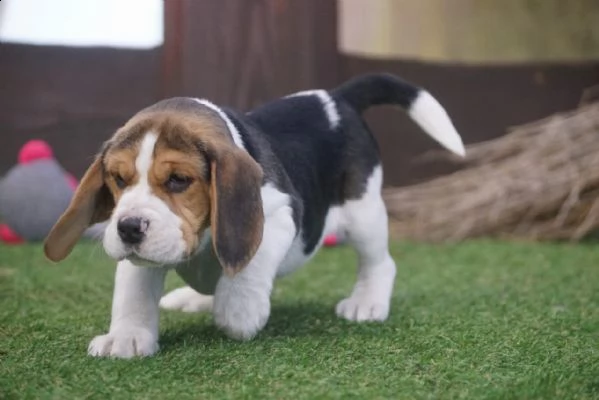 beagle cuccioli splendidi con pedigree | Foto 2
