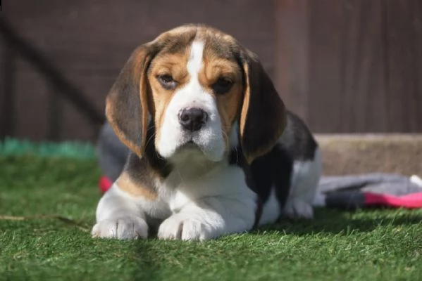 beagle cuccioli splendidi con pedigree