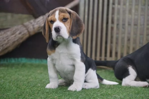 beagle cuccioli splendidi con pedigree | Foto 1