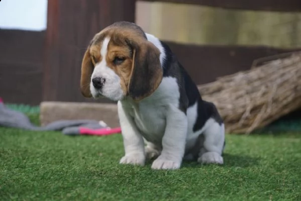 beagle cuccioli splendidi con pedigree | Foto 0