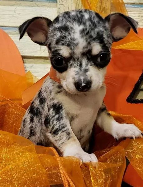 cuccioli di chihuahua toy disponibile per l'adozione ,statura molto piccola, i cuccioli hanno circa 