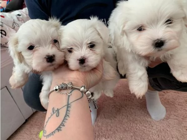 3 cuccioli mini maltese adorabili cuccioli e carino maschi e femmine. i nostri cuccioli sono 3 mesi 