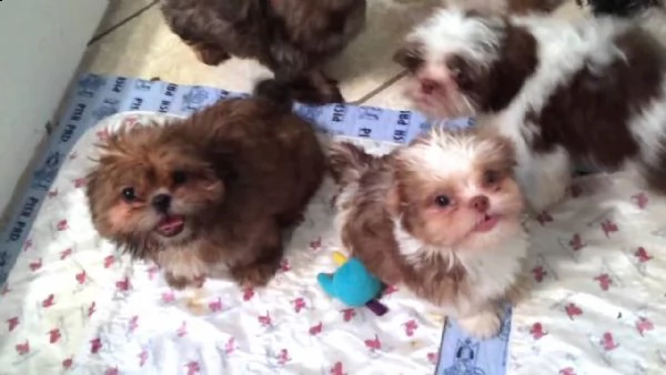 offro in adozione cucciolo regalo shih tzu cuccioli disponibile per l'adozione adorabili cuccioli di