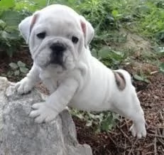 molto urgente !!! bull dog inglese cuccioli belli e simpatici. maschio e femmina pronti per una casa
