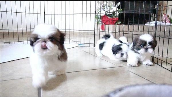 offro in adozione cucciolo regalo shih tzu cuccioli disponibile per l'adozione adorabili cuccioli di