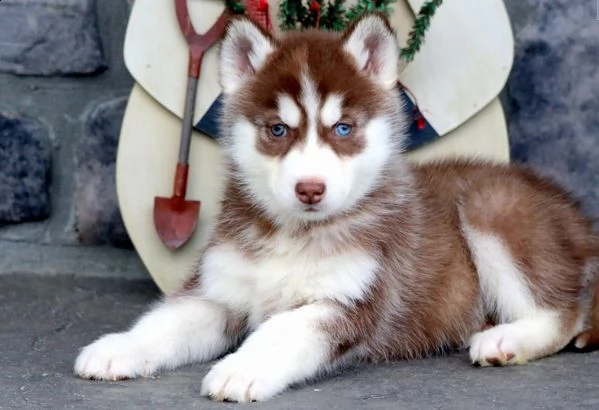 cuccioli husky adorabili cuccioli e carino maschi e femmine. i nostri cuccioli sono 3 mesi di età e 