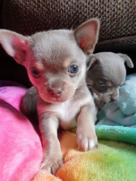 abbiamo cuccioli di chihuahua disponibile versione maschile e femminile. i cuccioli sono venduti vac