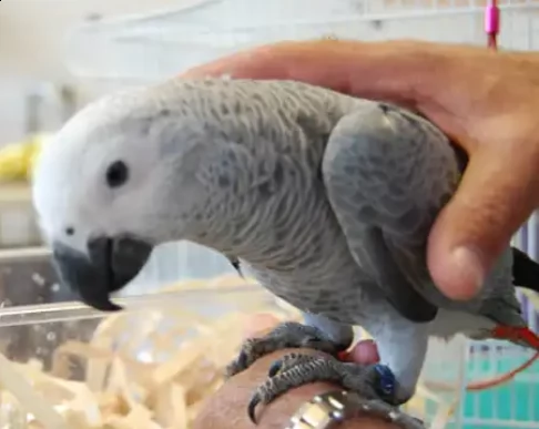 pappagalli grigi africani alla ricerca di una nouva casa .. maschi e femmine per adozione . pappagal