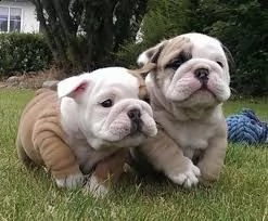abbiamo cuccioli di bulldog inglese disponibile versione maschile e femminile. i cuccioli sono vendu