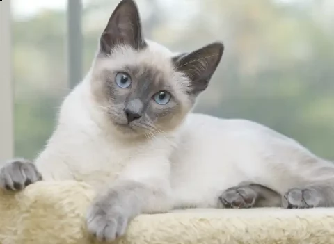 gattini siamesi adorabili gattini e carino maschi e femmine. i nostri cuccioli sono 3 mesi di età e 