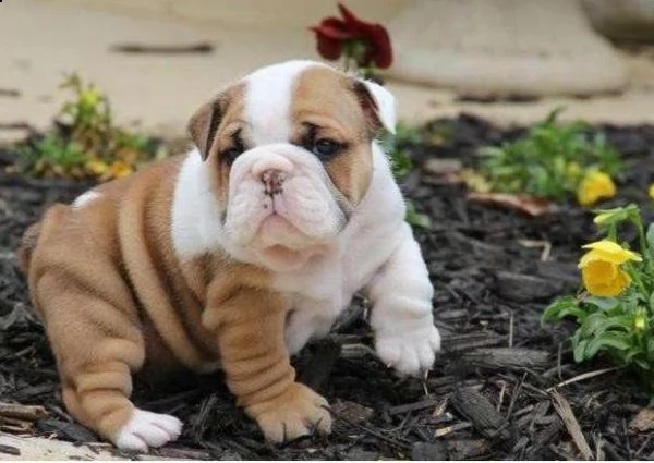 cuccioli di bulldog versione inglese (gratuito) abbiamo cuccioli di bulldog inglese disponibile vers