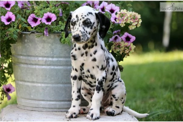 cuccioli damalta adorabili cuccioli e carino maschi e femmine. i nostri cuccioli sono 3 mesi di età 