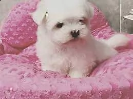 abbiamo a disposizione dei trainanti cucciolini di maltese toy