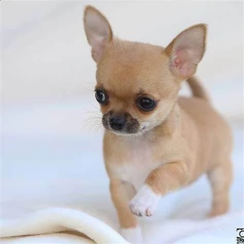 salve cucciolo di chuwawa mini toy