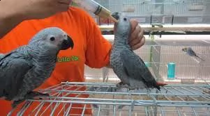 pappagalli cenerino che sono pronti per un nuovo amante dei pappagalli come maestro. abbiamo pappaga