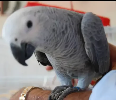pappagalli grigi africani durata della vita: 40-60 anni (in cattività) massa: 14 once nome scientifi | Foto 0