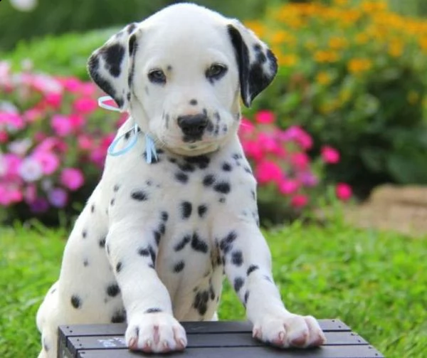 cuccioli damalta adorabili cuccioli e carino maschi e femmine. i nostri cuccioli sono 3 mesi di età 