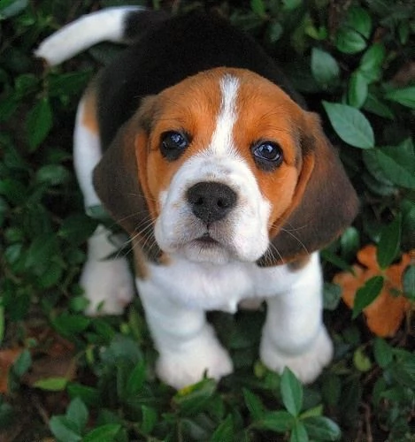 offro in adozione cucciolata di beagle prestigiosa e favolosi cucciolato e cucciolata di beagle, fav
